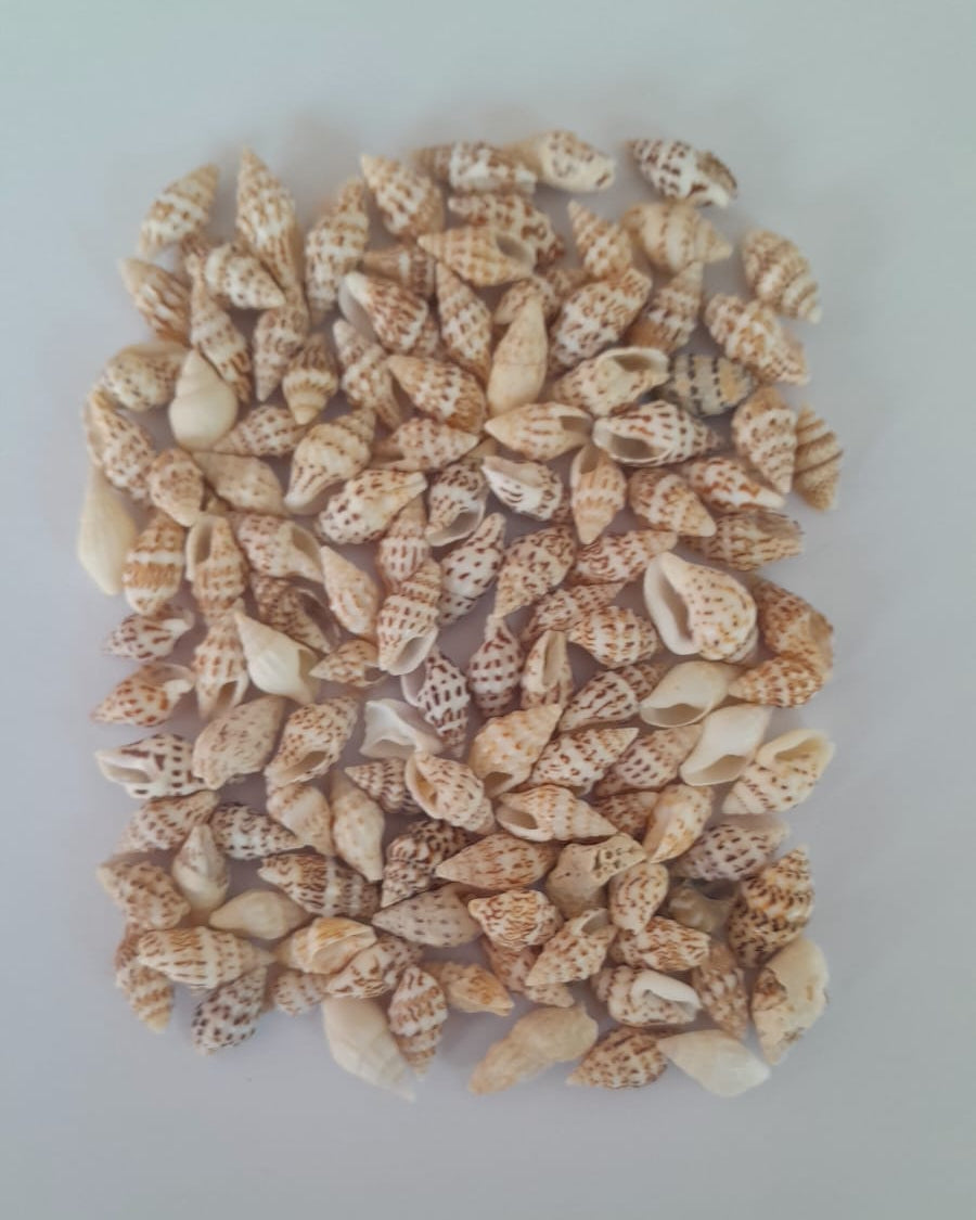 Small Brown Nassa Shells
