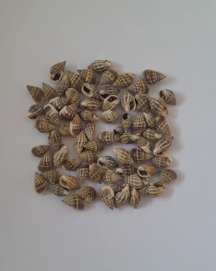 KakaMukh Shells