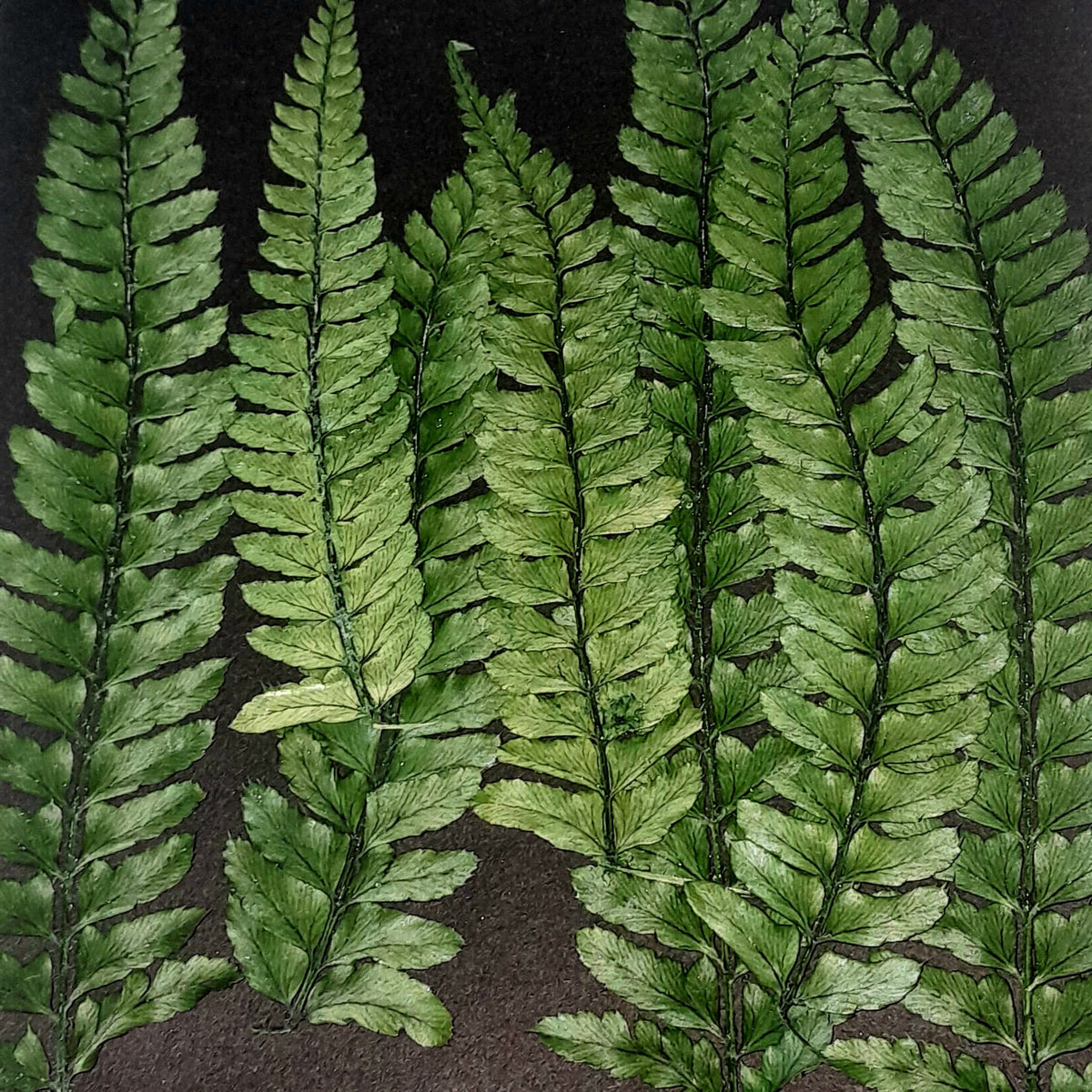 fern leaf - pack of 20