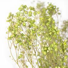 Baby Breath Preserved Dry Flowers  10g