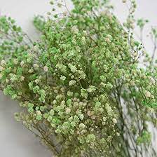 Baby Breath Preserved Dry Flowers  10g