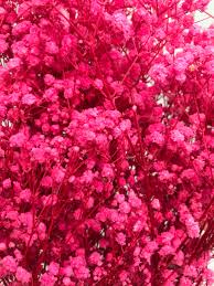 Baby Breath Preserved Dry Flowers  10g