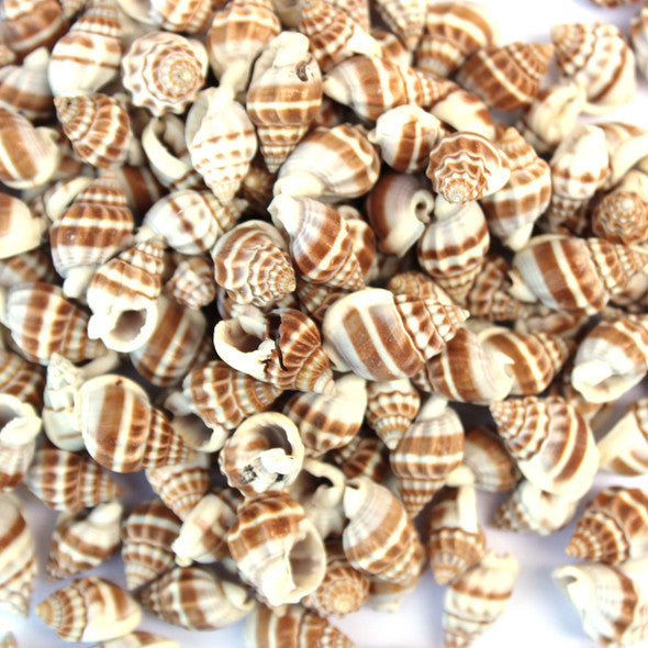 Medium Brown Conch Shell - 20g