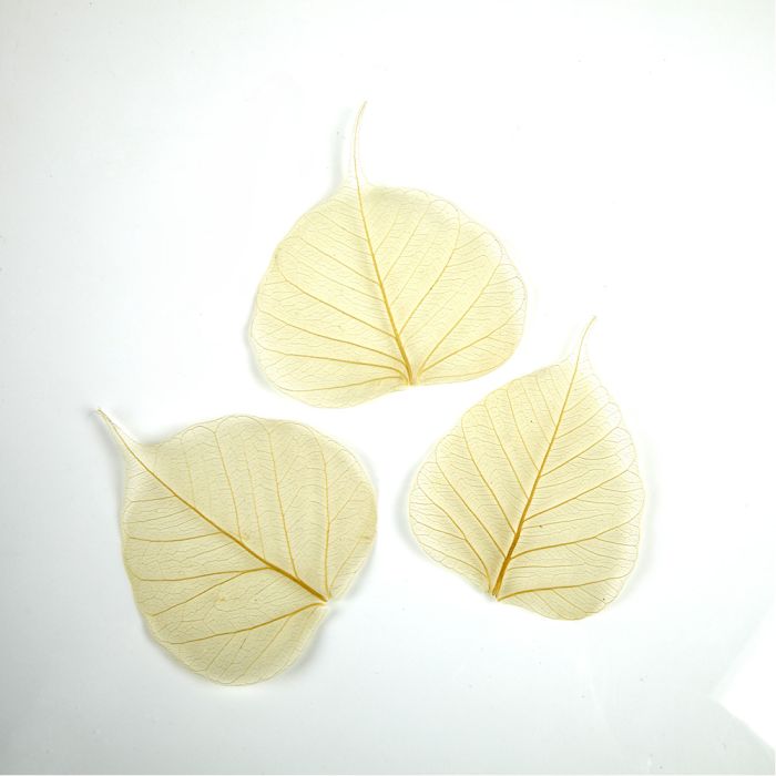 Peepil leafs