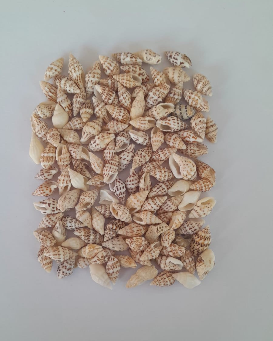 Small Brown Nassa Shells