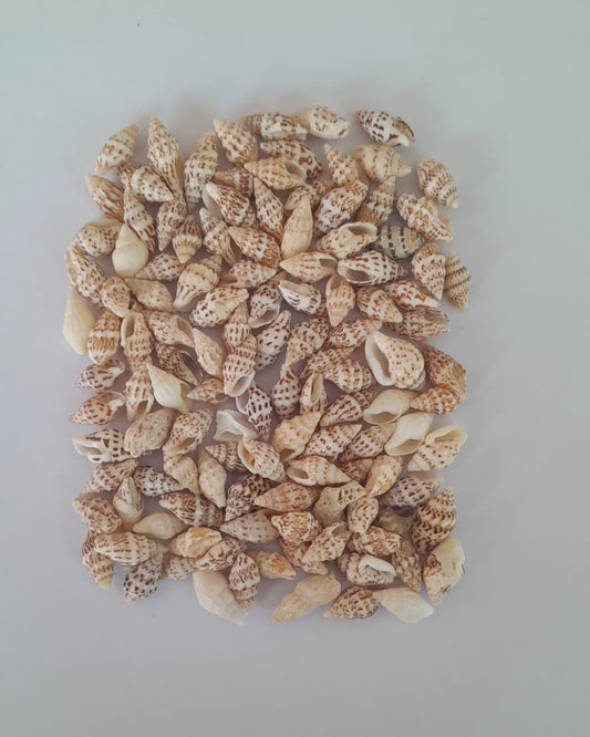 Small Brown Nassa Shells