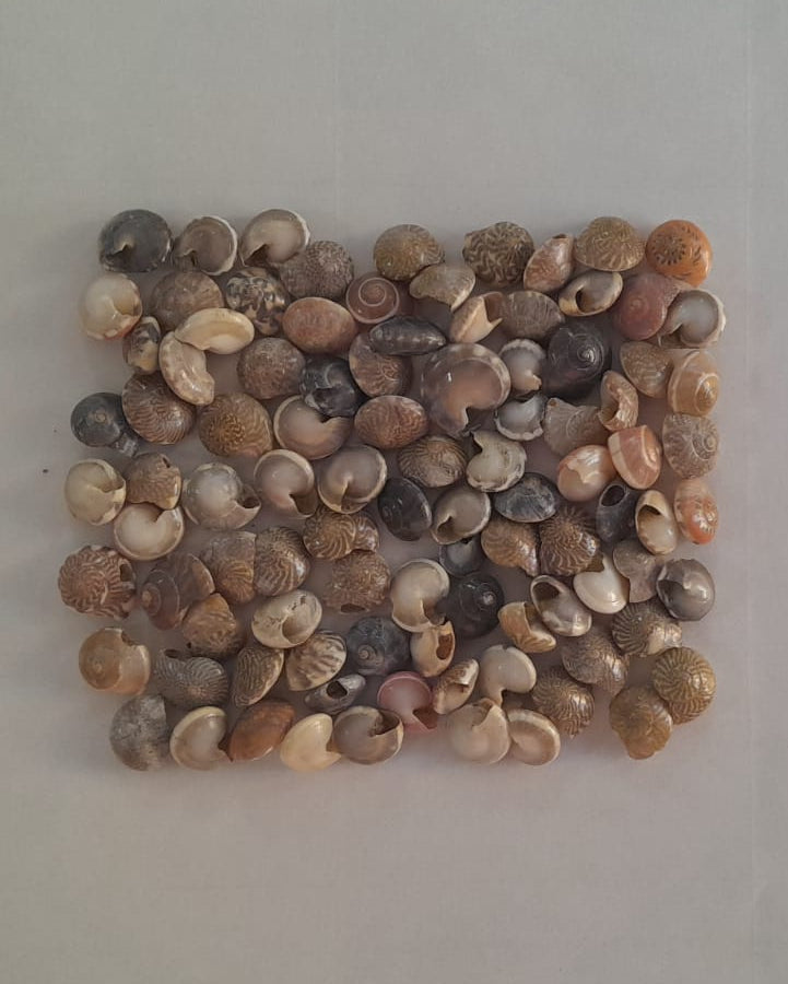 Umbonium Sea Shells