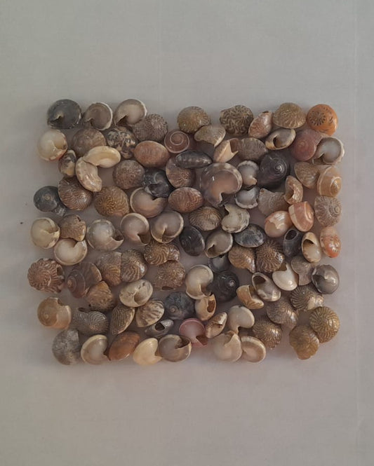 Umbonium Sea Shells