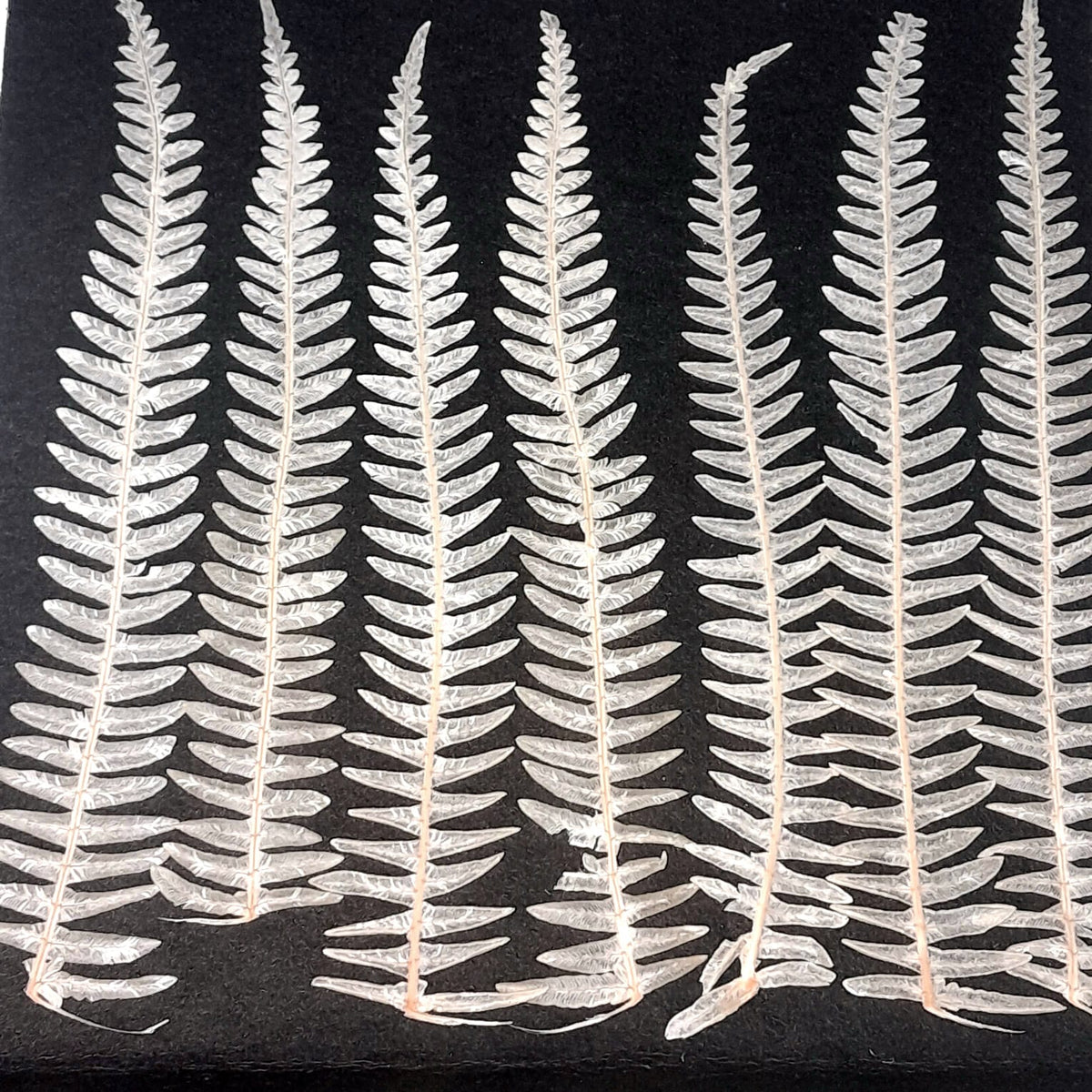 fern leaf  - pack of 20